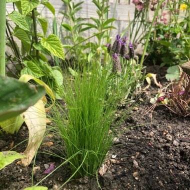 Nassella tenuissima syn. Stipa tenuissima