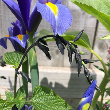 Salvia Guaranitica 'Black and Blue'
