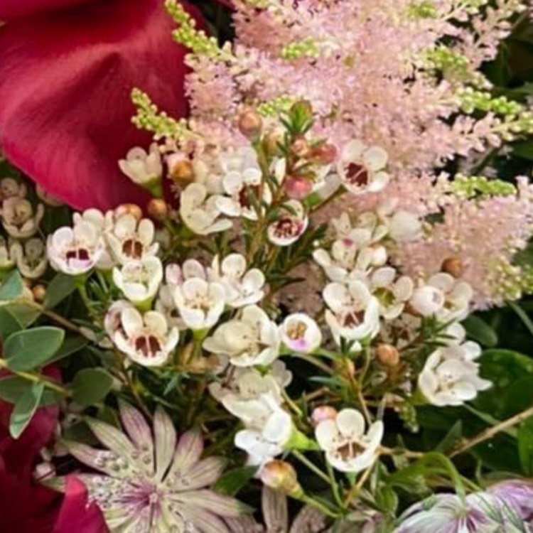 Plant image Chamelaucium uncinatum 'Album'