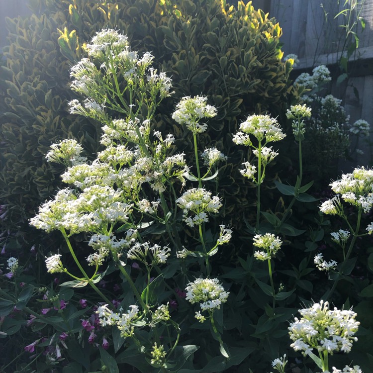 plant image 1500076