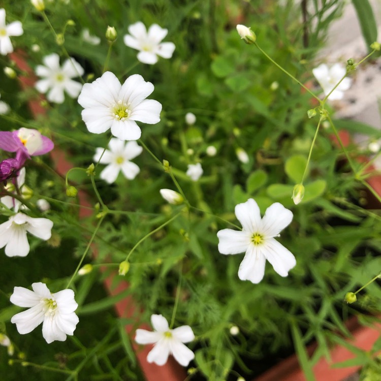 Plant image Gypsophila elegans