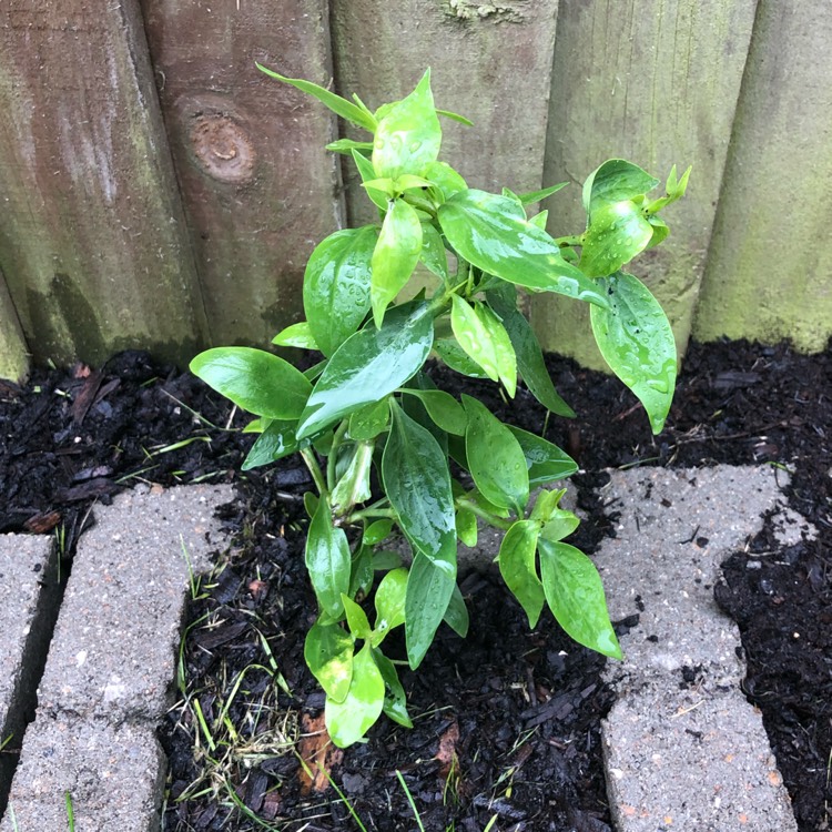 plant image 1502014