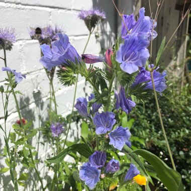 Echium vulgare 'Blue Bedder' syn. Echium plantagineum 'Blue Bedder'