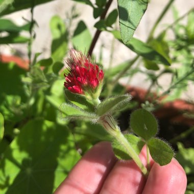 Trifolium incarnatum