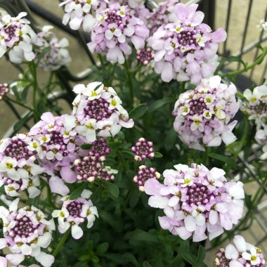Iberis Sempervirens 'Pink Ice'