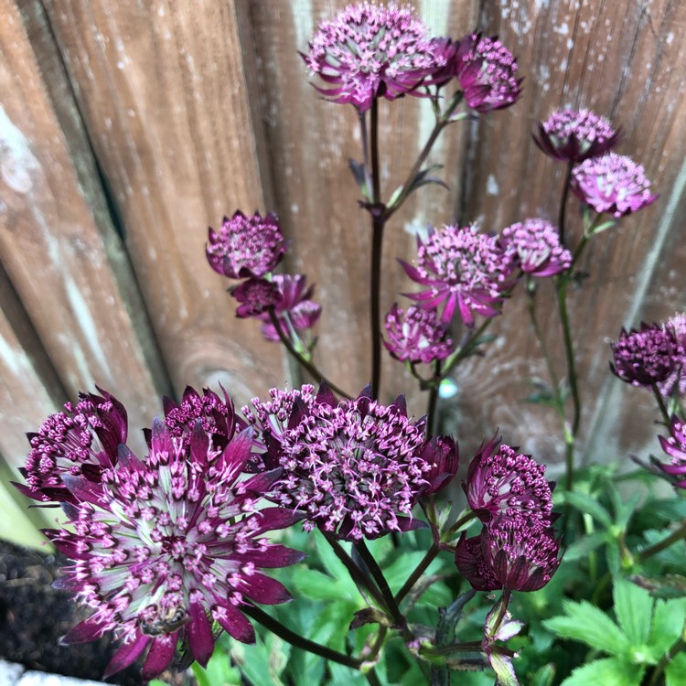 Plant image Astrantia 'Sparkling Stars Red' (Sparkling Stars Series)