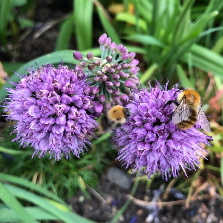 plant image 1532901