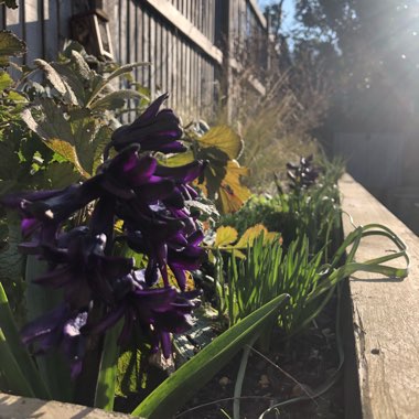 Hyacinthus orientalis 'Dark Dimension'
