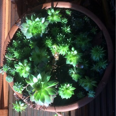 Sempervivum Tectorum