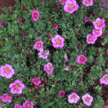 Saxifraga