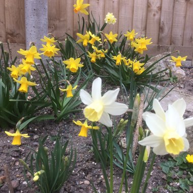 Narcissus