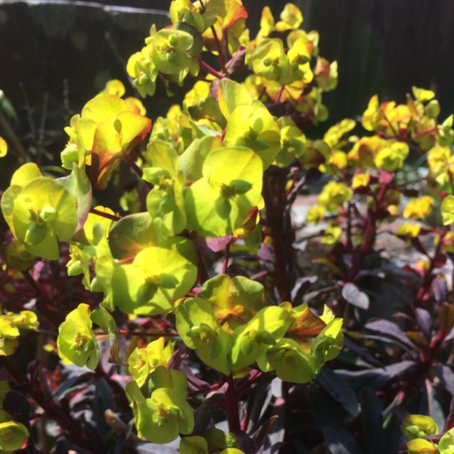 Plant image Euphorbia amygdaloides 'Purpurea' syn. Euphorbia amygdaloides 'Rubra'