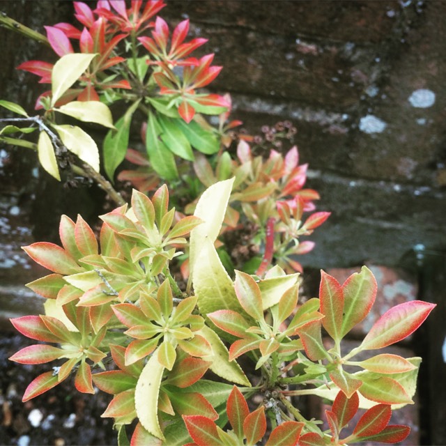 plant image 365416