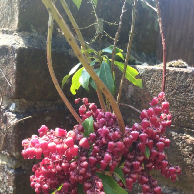 plant image 365422