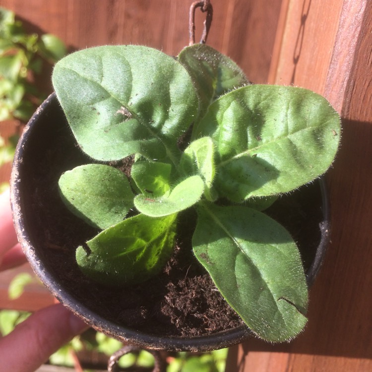 plant image 368126