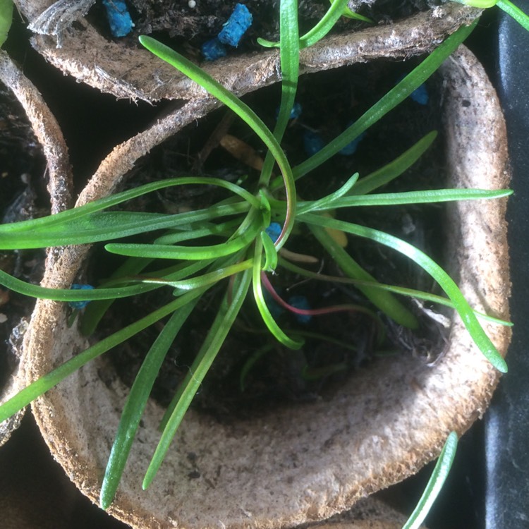 plant image 368170