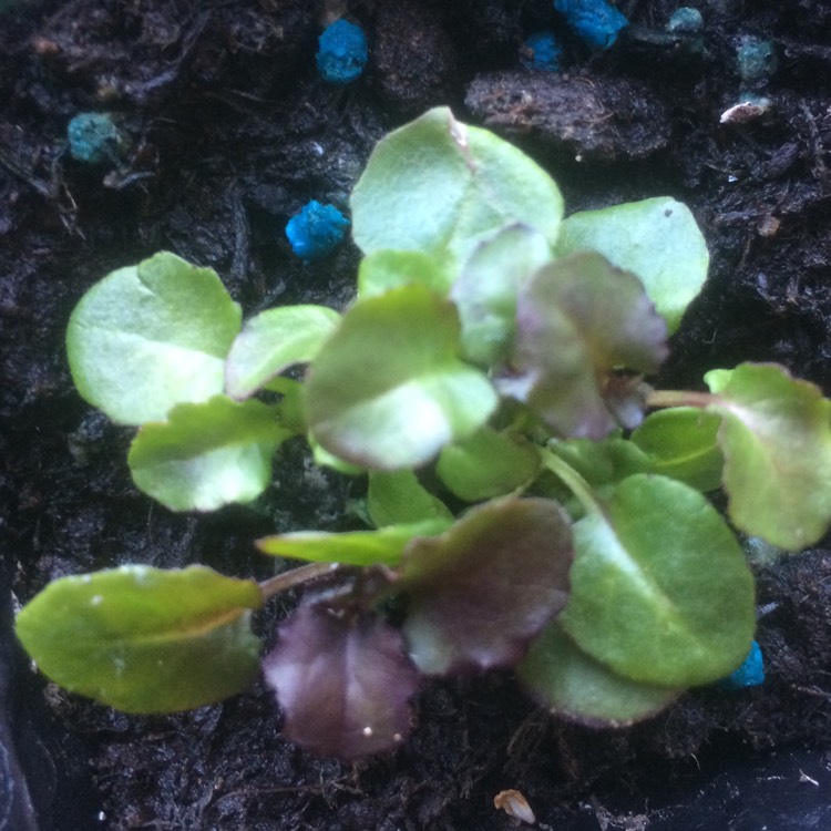plant image 368494