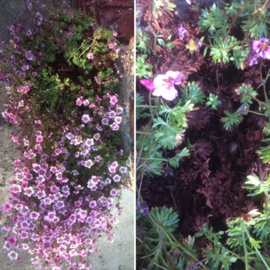 Saxifraga
