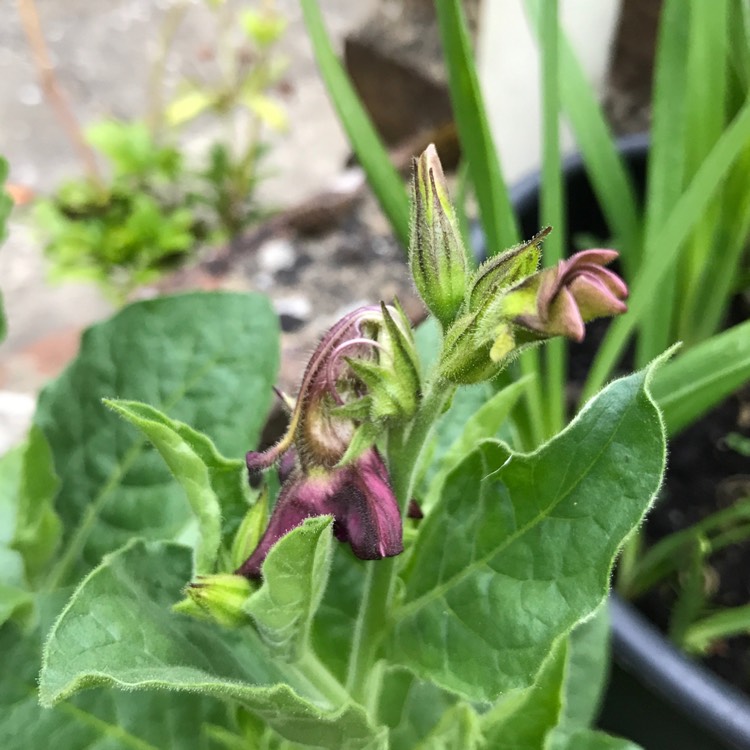plant image 424626