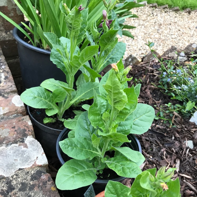 plant image 424627