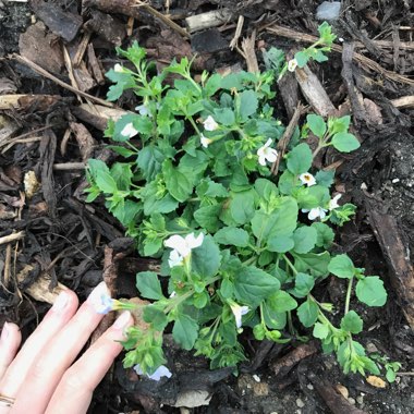 Bacopa Monnieri