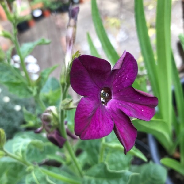 plant image 432620