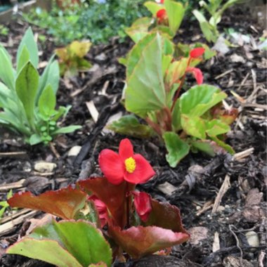 Begonia (Semperflorens Cultorum Group) 'Lotto Series' syn. Begonia semperflorens 'Lotto Series'