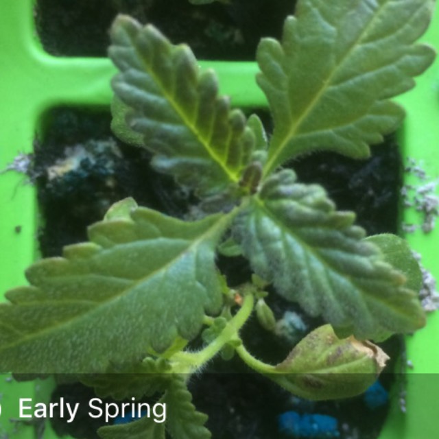 plant image 434250 plant image 434250