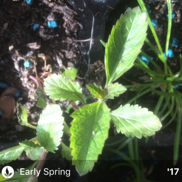 plant image 434253 plant image 434253