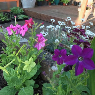 Nicotiana x sanderae 'Eau de Cologne Mix'