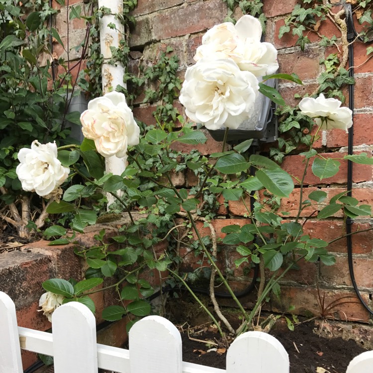 plant image 454599