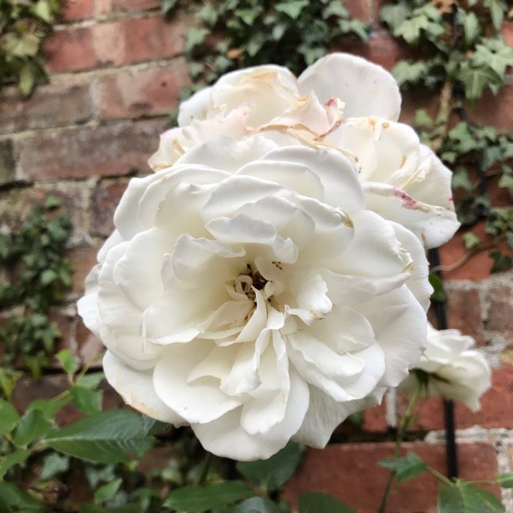 plant image 454601