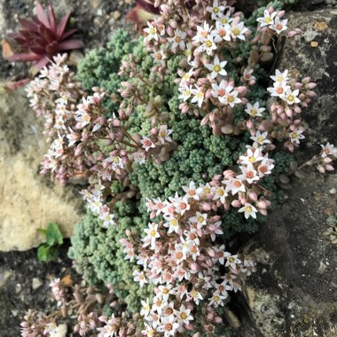 Sedum Dasyphyllum