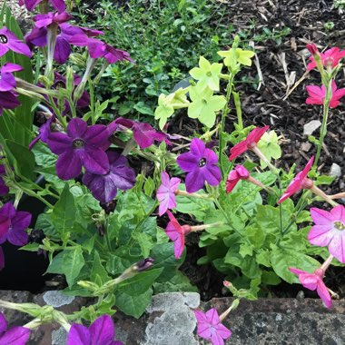 Nicotiana x sanderae 'Eau de Cologne Mix'