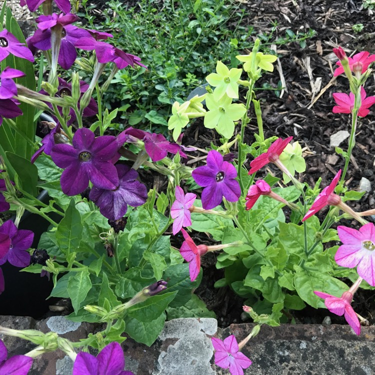 plant image 454631