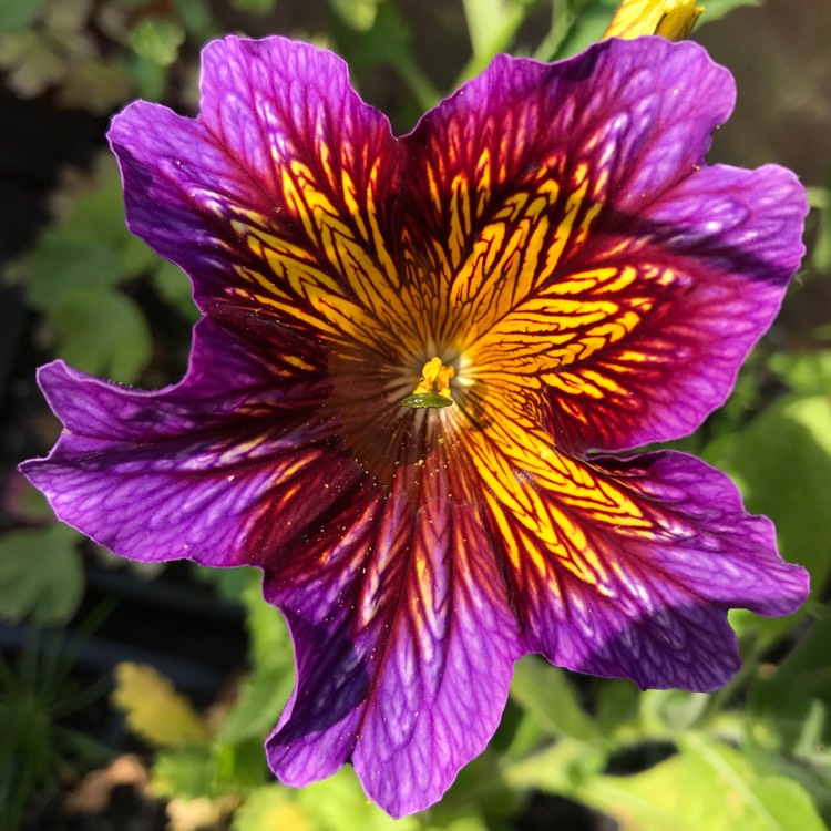 Plant image Salpiglossis sinuata 'Royale Mixed' (Mix)