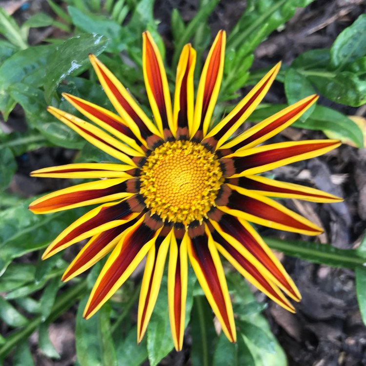 plant image 457413 plant image 457413
