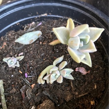 Graptopetalum Paraguayense subsp. Paraguayense