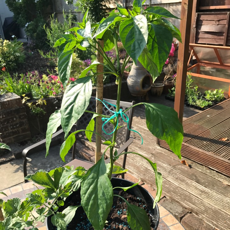 plant image 457474