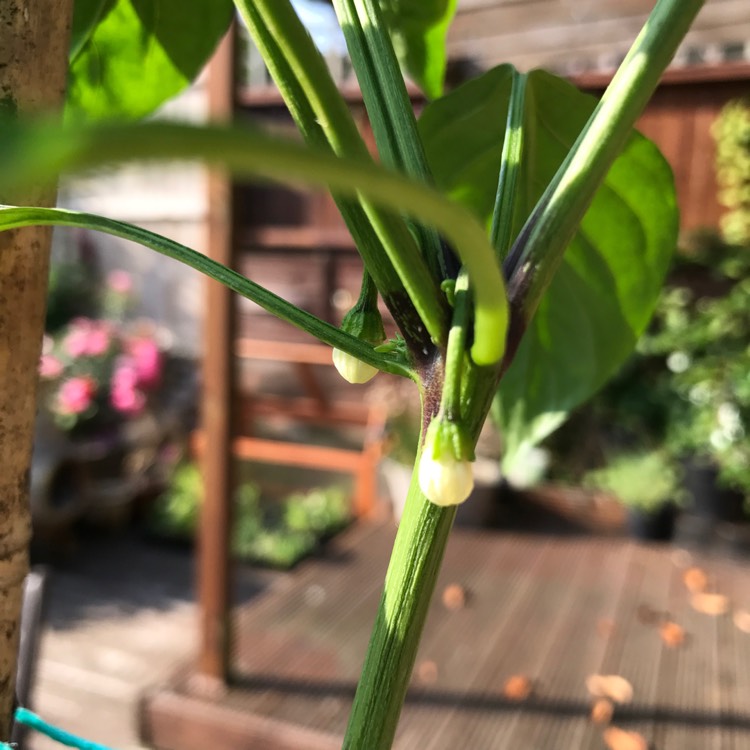 plant image 457477