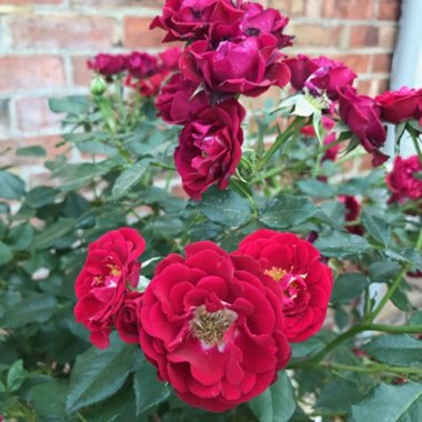 Rosa 'Ninetieth Celebration'