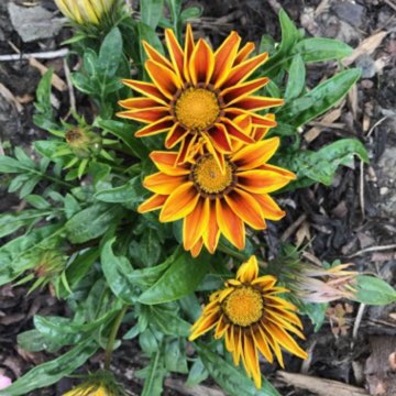 Plant image Gazania 'Tiger Stripes Mixed'