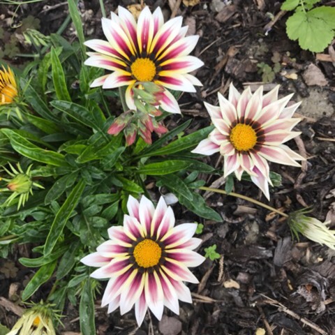 Plant image Gazania 'Tiger Stripes Mixed'
