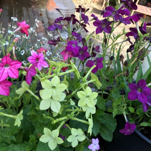 plant image 480882