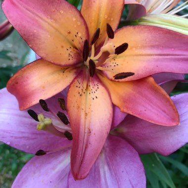 Lilium