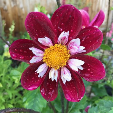 Dahlia 'Mary Evelyn'