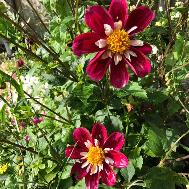 plant image 510400