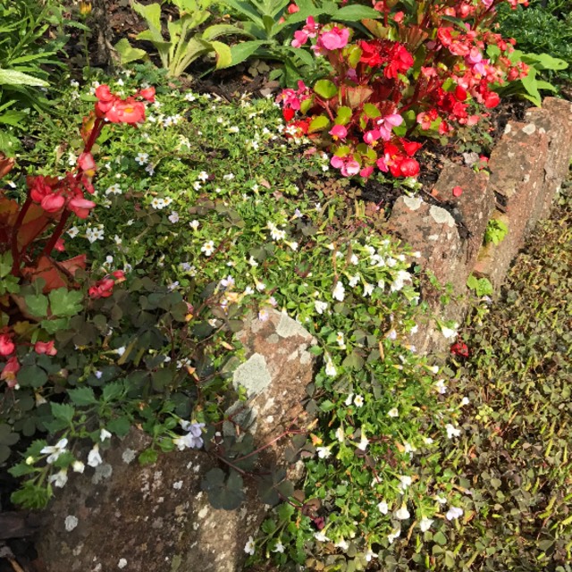 plant image 510405 plant image 510405