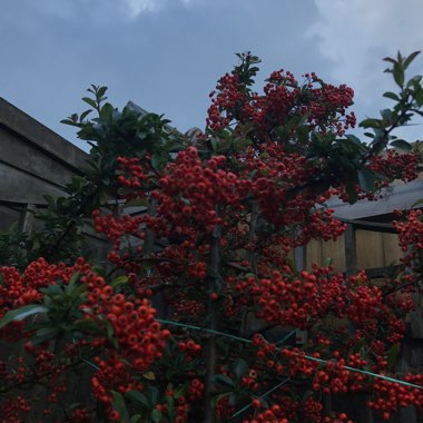 Pyracantha