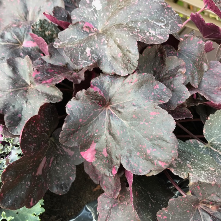 plant image 551848